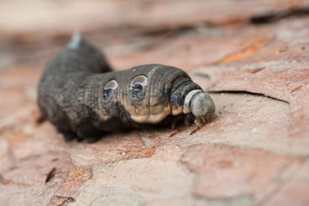 A large brown moth caterpillar on the pine barkの写真素材