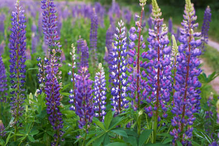 Field of purple lupineの写真素材