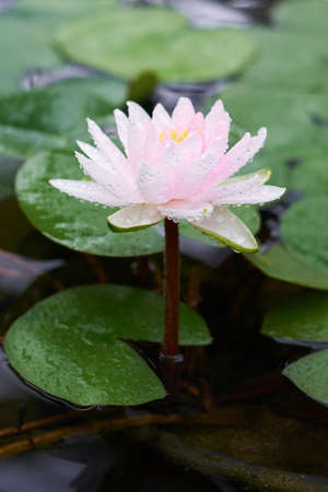 water pink flower with leavesの写真素材