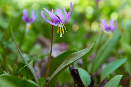 Many purple flowers in spring green forestの写真素材