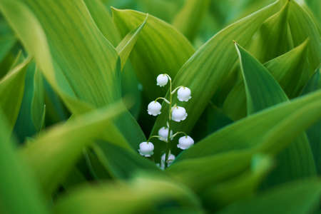 Flower lily of the valley in green leaves.の写真素材