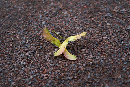Fallen maple seeds on the ground.の写真素材