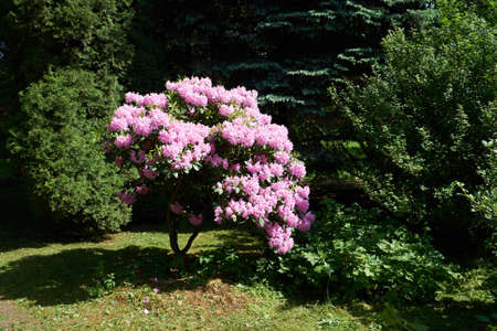 Rhododendron in the botanical park in St. Petersburgの写真素材