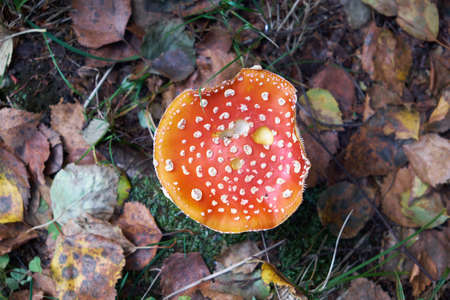 Red amanita. View from aboveの写真素材
