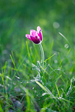 Purple anemone in the grass in sinlightの写真素材