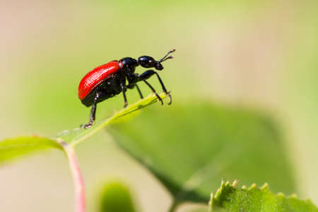 Apoderus coryli sits on the green leafの写真素材