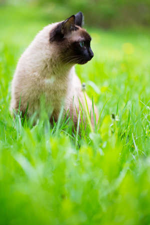 Siamese cat walk in the grass with blue eyesの写真素材