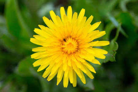Yellow dandelion on a background of green grass in springの写真素材