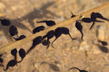 Many tadpoles swim on the transparent waterの写真素材