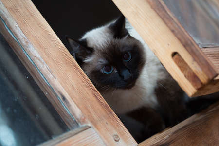 Siamese cat sitting in a wooden window.の写真素材