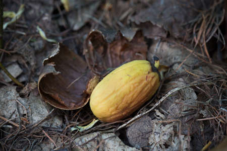 Acorns germinate in the forest in the springの写真素材