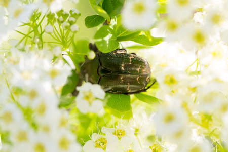 Cetonia aurata eat pollen on the flowerの写真素材