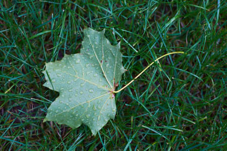 Canadian maple leaf on the grass after rain.の写真素材