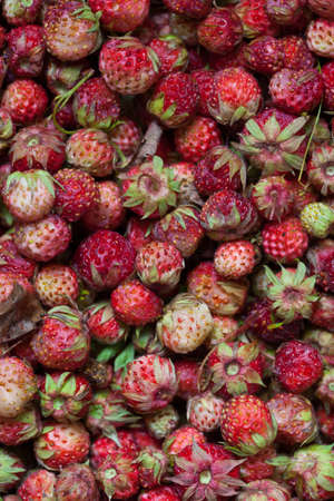 Many red forest strawberry on the  backgroundの写真素材