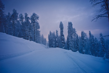 Winter forest in the mountainsの写真素材