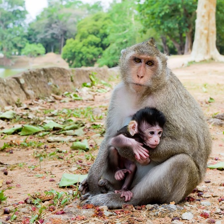 Monkey with its babyの写真素材