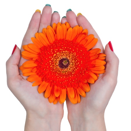 Woman hands holding a flower isolated on white background. Orange gerbera daisyの写真素材