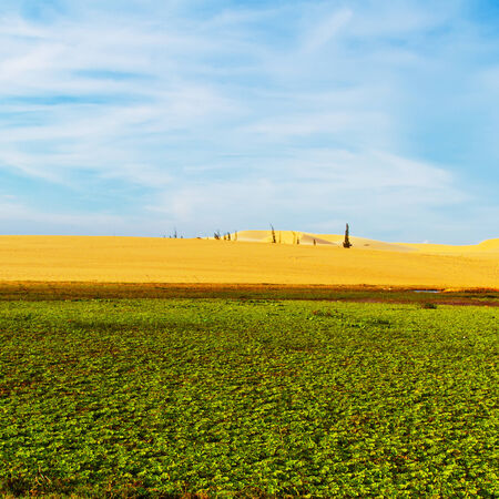 Unique landscape of green plants and sand dunes together against blue sky with clouds. South Asia, Vietnamの写真素材