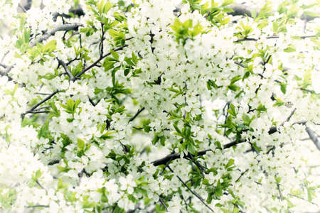 Blossoming apple tree. White floral background