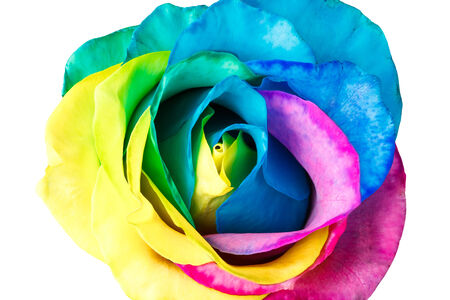 Rainbow roseの写真素材