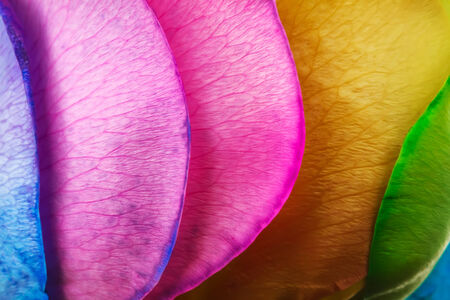 Rainbow rose macroの写真素材