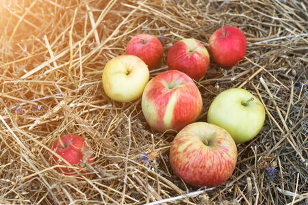 Authentic organic applesの写真素材