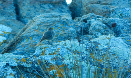 bird perched on a rock looks at camera