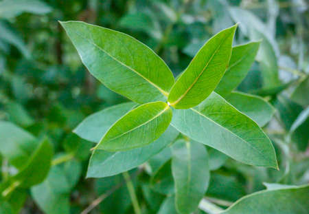 eucalyptus tree leaves close up views  outdoors and daylight