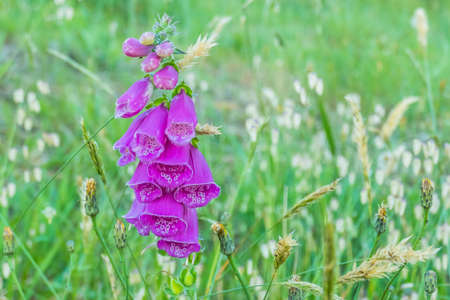 flower floxglove plant digitalis purpurea outdoors blooming in a field