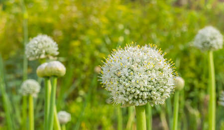 leek flower allium porrum closeup view against defocused background outdoorsの写真素材