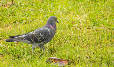 columba livia common pigeon walking across the field outdoors and daylightの写真素材