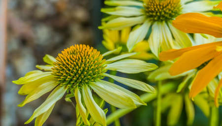 flower center yellow coneflower echinacea Paradoxの写真素材