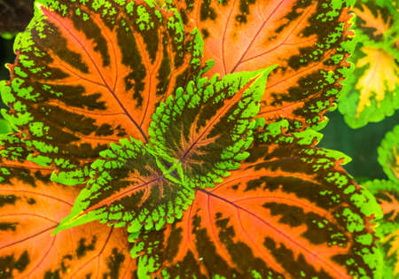 Plant coleus plectranthus scutellarioides view from topの写真素材