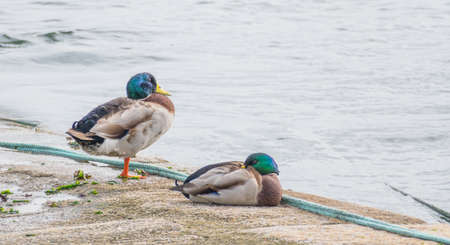 ducks anas platyrhynchos perched outside at the seashore mallard