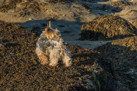 yorkshire terrier dog on the seashore on rocks with seaweedの写真素材