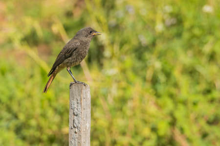 Black redstart juvenile Phoenicurus ochruros perched singingの写真素材