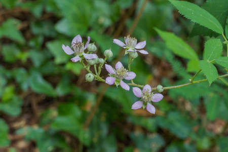 Rubus ulmifolius bramble or blackberry flowers outdoors in summerの写真素材