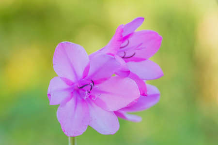 Gladiolus illyricus flower close up view outdoorsの写真素材