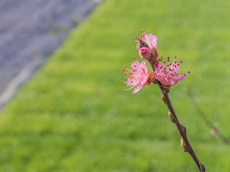 First flowers prunus persica rosaceae tree in spring
