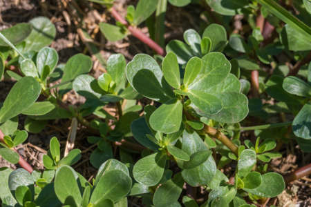 plant purslane portulaca oleracea growing outdoors closeup view