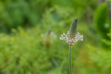 ribwort plantain closeup view Plantago lanceolata springtimeの写真素材