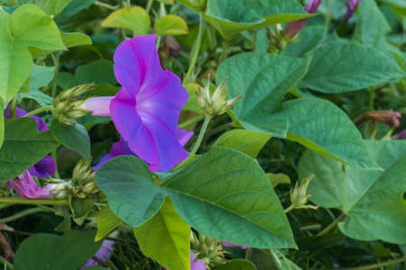 common morning glory plant with flower and buds and daylight outdoors
