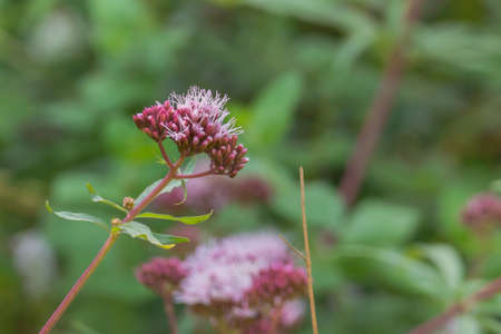 flowers hemp agrimony eupatorium cannabium plant outdoors and summertime
