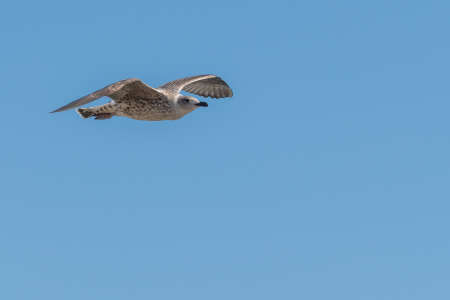 young seagull flying isolated on blue sky in summer larus argentatus