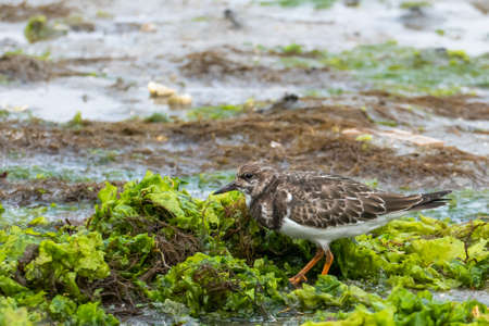 bird ruddy turnstone standing on the beach in summerの写真素材