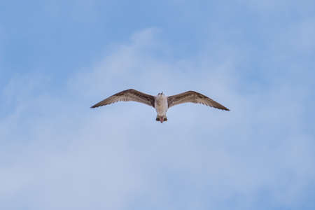 seagull flying with the blue skyand white clouds in the background