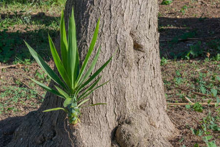 Yucca sprout growing on the trunk yucca elephantipesの写真素材