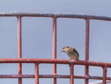 sparrow over metal basket with blue sky backgroundの写真素材