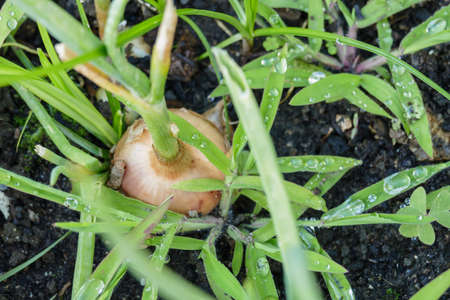 onion plant grows outdoors in the vegetable garden with rain drops outdoors