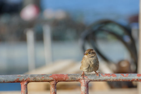 sparrow perched on a fence closeup viewの写真素材